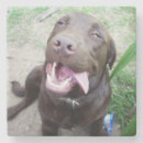 Recherche de chocolat labrador dessous de verres Animal