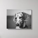 Recherche de teckel Daschund