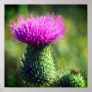 Zoek naar distels posters Botanisch