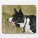 Recherche de border collie tapis souris Halètement