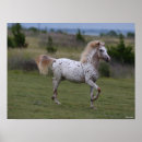 Zoek naar spotty kunst Paard