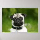 Recherche de cotelette posters Casque