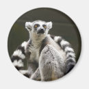 Recherche de lemur magnete Nature