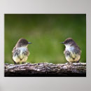 Recherche de phoebe posters Oiseau