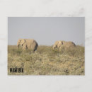 Recherche de namibie afrique cartes postales Éléphant