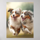 Recherche de bergers australiens posters Aussie