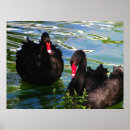 Recherche de cygne noir posters Animal