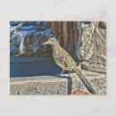 Recherche de roadrunner cartes postales Faune