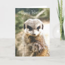 Recherche de meerkat vœux cartes Sauvage