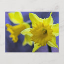 Recherche de fleur de jonquille cartes postales Pour tous