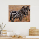 Recherche de zebra posters Noir et blanc