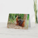 Recherche de roi de la jungle vœux cartes Animaux