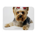 Recherche de terrier yorkshire magnets Petit