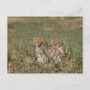 Recherche de masai mara cartes postales Bébé
