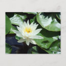 Recherche de étang de nénuphar cartes postales Lotus