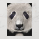 Recherche de panda kawaii cartes postales Animal