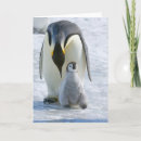 Zoek naar keizer pinguïn kaarten Wilde dieren