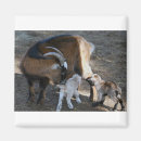 Recherche de chèvre mignonne magnets Heureux