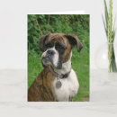 Recherche de boxeur blanc vœux cartes Animal