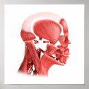 Zoek naar fysiologie posters Myologie