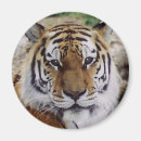Recherche de oeil du tigre Inspiration