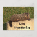 Recherche de marmottes cartes postales Faune