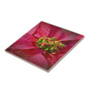 Recherche de poinsettias carreaux Fleur