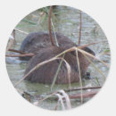 Recherche de animaux marais autocollants Faune
