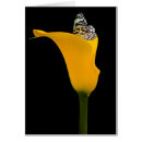 Recherche de zantedeschia jaune Floral