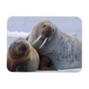 Recherche de morses magnets Animal