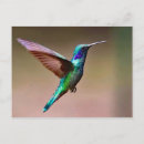 Zoek naar hummingbird briefkaarten Wild
