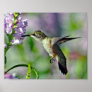Recherche de de colibri art Rose