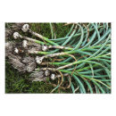 Recherche de ail Jardin