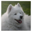 Recherche de samoyed Mignon
