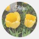 Recherche de tulips autocollants Fleurs