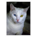 Recherche de angora Blanc