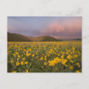 Recherche de prairie cartes postales Wyoming