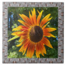 Recherche de tourné carreaux Tournesol