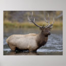 Recherche de le wyoming art Faune