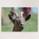 Zoek naar geiten puzzels Dier