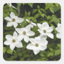 Zoek naar kornoelje stickers Bloem