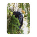 Recherche de têtes magnets Aigle