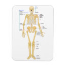 Recherche de anatomie magnets Crâne