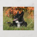 Zoek naar leiden briefkaarten Hond