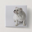 Recherche de bouledogue badges Animaux