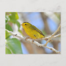 Recherche de wilson cartes postales Oiseau