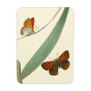 Recherche de flottement magnets Papillons