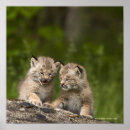 Recherche de canada lynx posters Nature