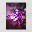 Recherche de columbine cartes postales Fleur