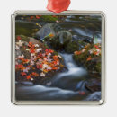 Recherche de érable ornements Nature